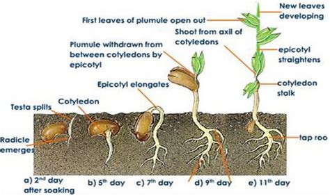 Diagram Of Seed Germination