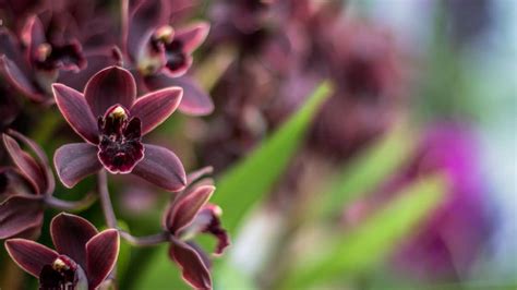 Anggrek Hitam Papua: Kebanggaan Papua yang Perlu Dilindungi - De Orchids