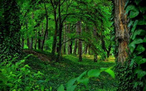 Download Ivy Greenery Nature Forest HD Wallpaper