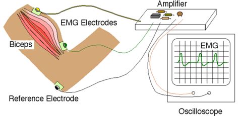 EMG Sensing Circuit : 7 Steps - Instructables