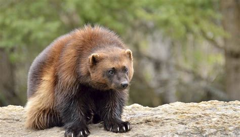 Wolverine Animal Facts | Sciencing