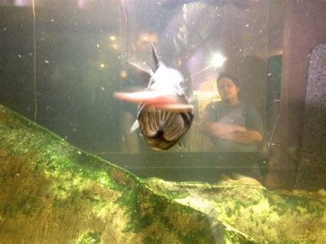 Paddlefish feeding (2) | Beneath the sea, Mississippi river, River