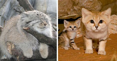 12+ Rare Wild Cat Species You Probably Didn’t Know Exist | Bored Panda