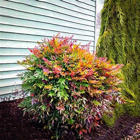 Compact Nandina Plants For Sale Online | The Tree Center