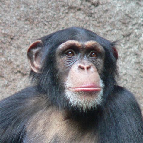 File:Chimpanzee-Head.jpg - Wikipedia