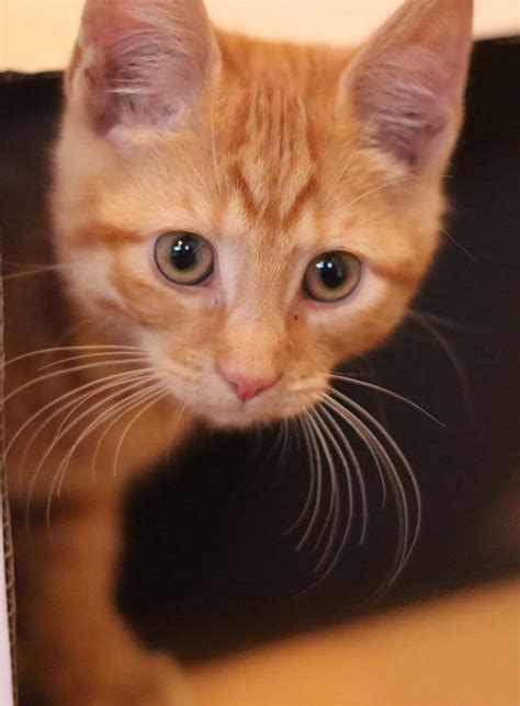 Orange Tabby Cat: Fascinating Facts About Orange Cats