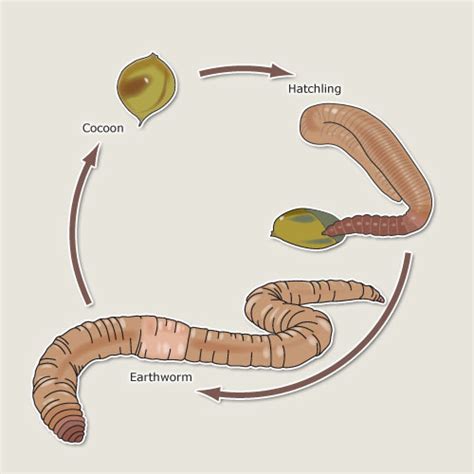 Earthworm life cycle – Earthworms – Te Ara Encyclopedia of New Zealand