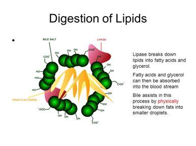 LIPIDS METABOLISM - Welcome to Bio Stud...