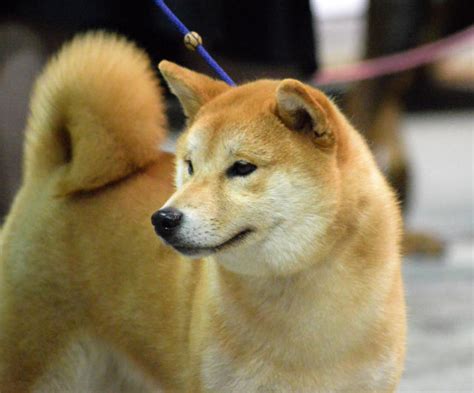 Elon Musk, dogecoin craze add to heightened demand for Shiba Inu dogs