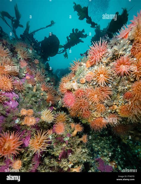 Cold water anemones on a coral reef in Arctic Svalbard Stock Photo - Alamy