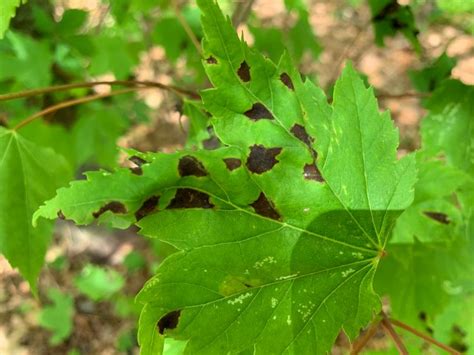 Maple Leaf Blister And Anthracnose Two Diseases Of Maple Leaves | Free Download Nude Photo Gallery