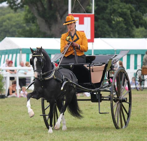 Carriage Driving | Horses, Carriage driving, Show horses