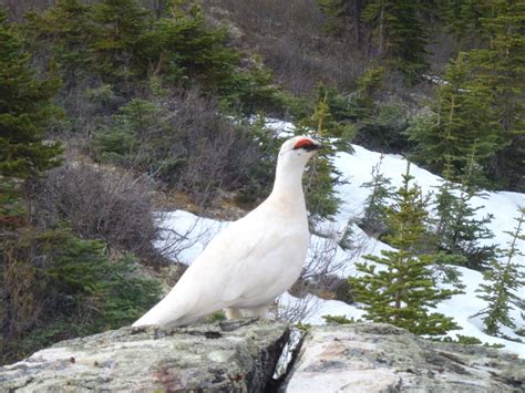 Ptarmigan in Winter Plumage