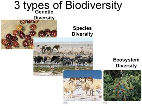 Types of Biodiversity: Genetic, Species, Ecological, Videos and Examples