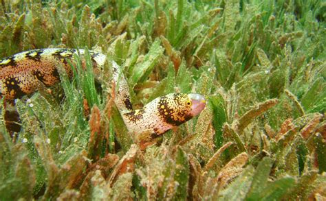 Endangered seagrasses can store carbon | Science Illustrated