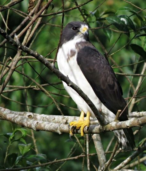 9 Types of Hawks in Florida (Species Guide + Pictures) - Birdwatching Tips