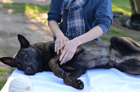 Dog Massage at Master Dog Training