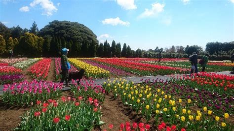 THE 15 BEST Things to Do in Kanagawa Prefecture - 2022 (with Photos ...