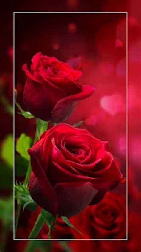 Rose Wallpaper : Flowers for Android - Download