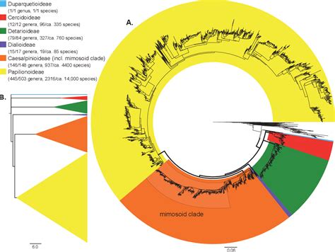 Figure 1 from A new subfamily classification of the leguminosae based on a taxonomically ...