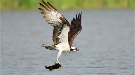 Osprey fishing - YouTube