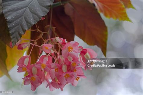 Angel Wing Begonia Flowers High-Res Stock Photo - Getty Images