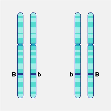 Heterozygous