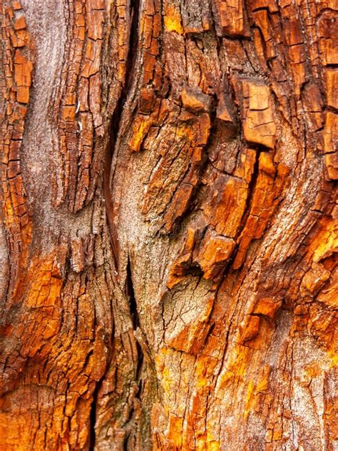 Detail of Red Oak Bark Eroded by Time, Plant of a Centuries-old Park ...