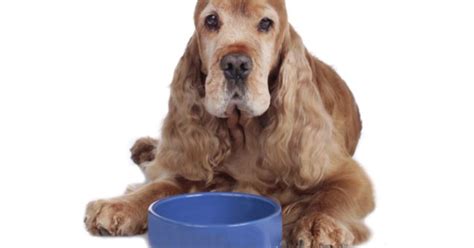 Best Senior Dog Food | PetGuide