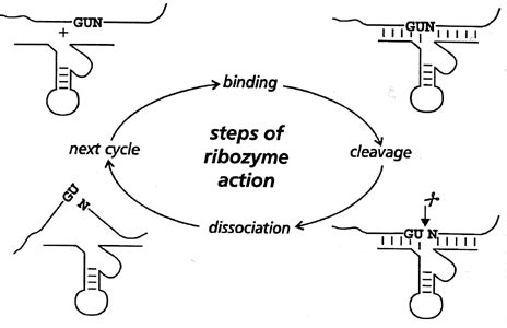 ribozyme Cheaper Than Retail Price> Buy Clothing, Accessories and ...