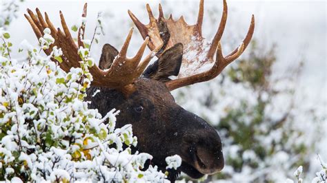 Wallpaper Moose in winter, snow, horns 1920x1200 HD Picture, Image