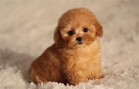 Toy Poodle: A Complete Guide To The Fluffiest, Cutest & Smallest Poodle ...