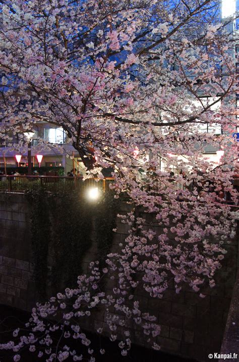 Sakura : les cerisiers en fleurs du Japon