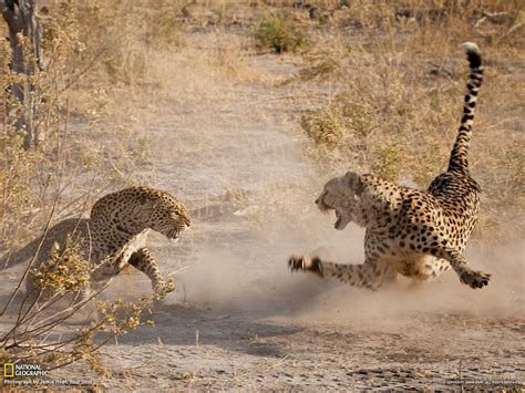 battle, Cheetah, Leopard, War, Africa, Fangs, Mood, Fight, Wildlife ...