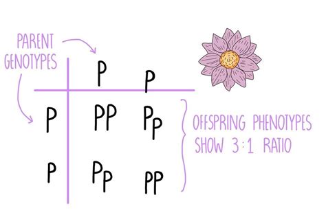 Genetics AQA — the science hive