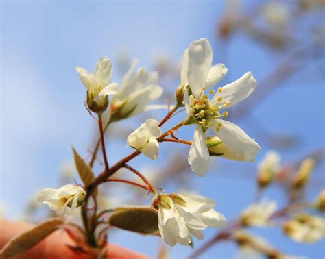 9 Recommended Species of Serviceberry Trees and Shrubs