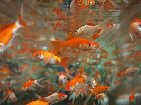 Royalty-Free photo: School of goldfish | PickPik