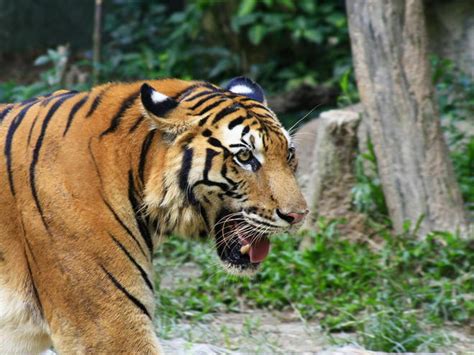 South China Tiger Facts, Habitat, Behavior, Diet, Pictures