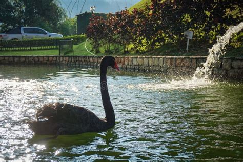 Cisne negro imagen de archivo. Imagen de incluya, gansos - 116052369