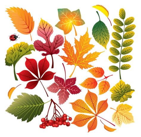 19 Fall Leaf Vector Images - Fall Leaf, Fall Leaves Vector and Fall Leaves Vector ...