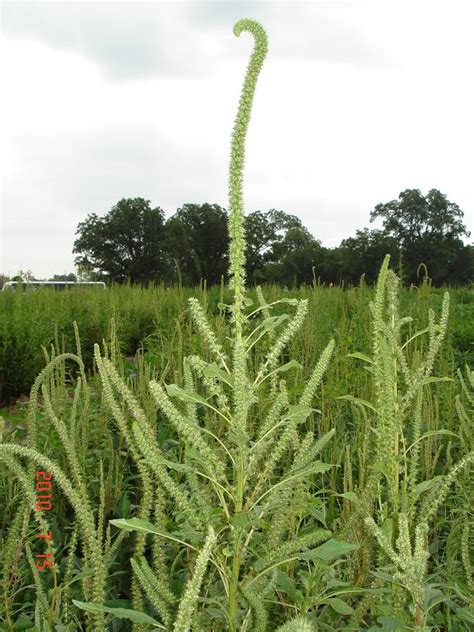 Palmer amaranth: A new weed threat to watch out for