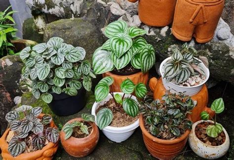 Types Of Peperomia: 15 Recommended Varieties To Grow Indoors