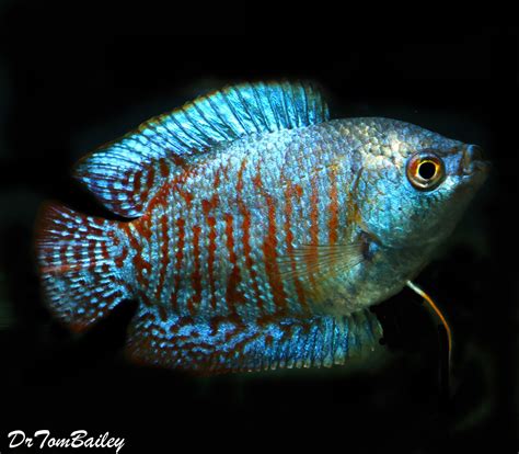 Premium MALE Young Neon Blue Dwarf Gourami, Size: 2" to 2.5"