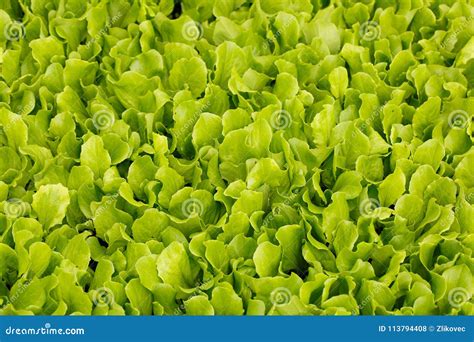 Collection of Lettuce Seedlings for Transplanting Stock Photo - Image ...