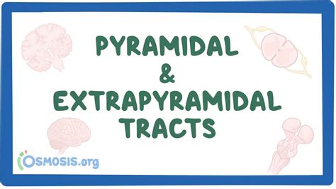 Pyramidal and extrapyramidal tracts: Video, Causes, & Meaning | Osmosis