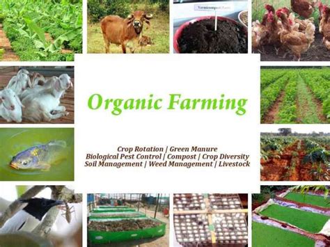 ORGANIC FARMING - Vishnuias