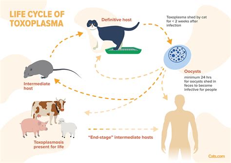 Toxoplasmosis in Cats: Causes, Symptoms, & Treatment - Cats.com