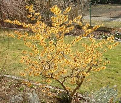 Hamamelis mollis - Plant ID @ HCP