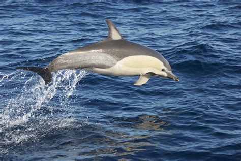 Taking a Dolphin Cruise in New Zealand's Bay of Islands