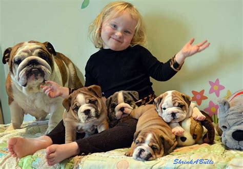 Miniature English Bulldog Care | Bulldog puppies, English bulldog care ...